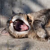 Kitten Mid Yawn
