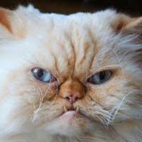 close up of a grumpy cat face